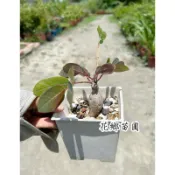 《花鄉苗圃》  奇異油柑、塊根