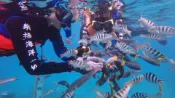 【Lion Travel 雄獅旅遊】台灣-澎湖 澎湖-樂福海洋工坊| 珊瑚海洋花園浮潛/海底郵筒浮潛| 海洋生態體驗(含全套浮潛裝備/免費拍照）