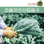 【花園夢想家】恐龍羽衣甘藍種子Kale(義大利名菜)  義大利羽衣甘藍  約30粒 種子 營養豐富 沙拉 童話園藝