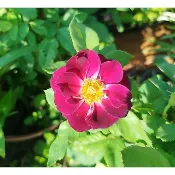 玫瑰花 玫瑰花苗--深色 3吋盆 庭園造景..顏色會萬化
