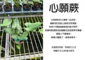 心栽花坊-心願蕨/澤瀉蕨/心葉蕨/3吋/小品/蕨類/觀葉植物/綠化植物/售價50特價40