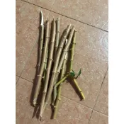 ［暄暄菜市場］黃金樹薯 枝條/金鳳薯 枝條/無農藥樹薯枝條