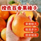 🔥橙色百香果種子BXG-1 西番蓮種子 時計果、時鐘果Passion Fruit多汁可口,果實飽滿薄皮四季盆栽水果種子