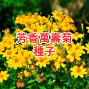 【芳香萬壽菊種子】香葉萬壽菊 防蚊草 甜萬壽菊 香草植物 驅蚊盆栽 易種開花 香氣台灣現貨 多年生