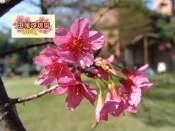 ╭＊田尾玫瑰園＊╯優良庭園用樹--山櫻花成樹(美植袋)