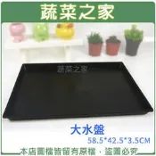 【蔬菜之家滿額免運015-F100】大水盤 58.5*42.5*3.5CM(可適用大部分尺寸端盤.穴盤)