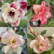 【沙漠玫瑰種子】高發芽率 耐旱植物 珍稀重瓣品系 多肉植物