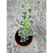 植系青屬-日本雪瑩常春藤/觀葉植物/三吋盆