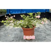 ｛星沐花園｝斑葉九重葛、淺粉色