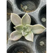 多肉植物 可食用 石蓮花 朧月 售一頭