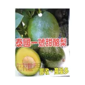 (店+)花森好市-水果苗泰國一號甜酪梨(早生種) 4吋盆高20-30cm