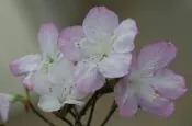 【優勢】日本久留米杜鵑苗木~品種名“御代之鏡“