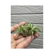 (店+)空氣鳳梨 夏威夷 長莖小精靈 ionantha var. van-hyningii “Hawaii”