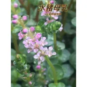 『525生態植物園』水豬母乳（圓葉節節菜）原生植物，水生，地被或藥用植物