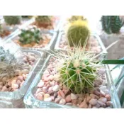 【☘️玫瑰石】多肉植物 仙人掌 花盆 鋪面 盆栽 鋪面石 漢白玉 三色石 小石頭 園藝 花藝 水族 裝飾 微景觀