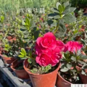 小花園藝 玫瑰杜鵑 杜鵑花 3吋盆 $50