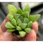 多肉植物-瑪琳玉露（穴盤苗不附花牌）-慈碩農場