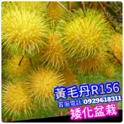 黃毛丹 盆栽【嫁接.靠接.粗大苗】✅R156離核品種  紅毛丹 黃毛丹苗 果樹 紅毛丹苗 樹苗 果苗 矮化果樹 矮生盆栽
