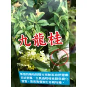 九龍桂 桂花｜5吋盆～多年生常綠花香小喬木/原四川原有古老品種⋯