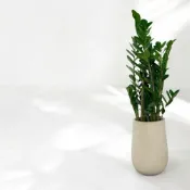 (店+)金錢樹 美鐵芋盆栽 七吋長方盆 開幕送禮 室內植物 觀葉植物 開幕盆栽 室內盆栽 盆栽植物 發財樹盆栽 天堂鳥 龜背芋