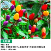 七彩椒種子 彩虹辣椒種子 觀賞辣椒 盆栽 室內陽台 可食用 五彩椒 幸運彩椒 迷你辣椒 居家園藝 新手易種 盆栽種子