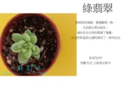 心栽花坊-綠翡翠(3吋)(多肉植物)售價50特價40