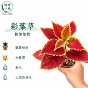 綠意小巷【彩葉草。三寸盆】多種顏色。隨機出貨