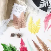 火漆印章裝飾 創意干花永生花結婚請柬信封 進口永生高山羊齒 迷你小蕨葉白芒萁 乾燥花材花環頭飾花束材料