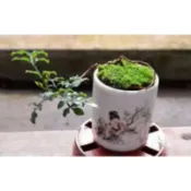 光臘樹一棵15元，造型盆栽自己育
