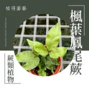 植得｜楓葉鳳尾蕨｜空氣淨化蕨類植物