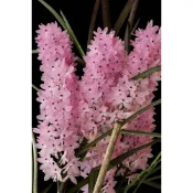 Ascocentrum christensonianum克里斯汀萬代蘭 原生種蘭花植株