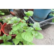茂豐~萊姆薄荷     Lime mint    三吋盆栽$50    五吋$140