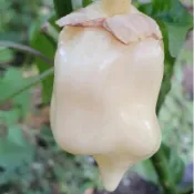 沐耕園|🌶️（泡泡糖白 辣椒種子）獨立的辣椒品種  超辣 高度為 80 至 110 CM 直立傘型 可食用 盆栽庭院田