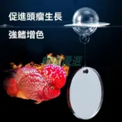 【雙面懸浮鏡】羅漢魚攻頭爆頭訓練鏡 鏡子 起頭神器 羅漢泰金專用 攻頭訓練 觀賞魚訓練