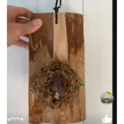 沒樹皮 樹皮不完整 杉木板 蘭花 空氣鳳梨 鹿角蕨 蕨類植物 上板材 看內文