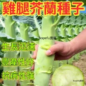 💯 正品保證🔥雞腿芥蘭種子🍓四季大芥藍種子 芥藍菜 雞腿芥蘭種子 芥菜 有機蔬菜種子 陽臺庭院種植蔬菜種籽