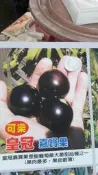 水果苗 ** 可樂黃冠嘉寶果 ** 4.5吋盆/高25-30cm/樹葡萄【花花世界玫瑰園】OvO