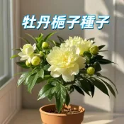 【牡丹梔子種子】重瓣梔子花 玉堂春 黃梔子 庭院陽台盆栽 四季常綠 香氣濃郁 易栽種 快速發芽