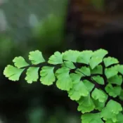 苔鑽🍀❗️買3送3❗️鐵線蕨  鐵絲草 鐵線草 銀杏蕨/1株大小約15-25cm/蕨類植物/蕨類小品/觀葉植物/迷你盆栽
