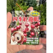 杭家園藝 四季紅龍眼 嫁接苗