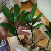 全館99元出貨金錢樹葉有暇庛球莖粗根10cm小苗＜裸根不含盆土出售＞