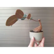 奇異油柑 盆栽/塊莖/觀葉