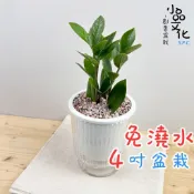 【小品文化】金錢樹【現貨】4吋透明條紋免澆水盆栽 室內植物 室內盆栽 懶人盆栽 水培植物 水培盆栽 室內盆栽 觀葉植物
