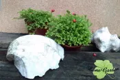 ~長榮~~【黃金卷柏】3吋　蕨類植物　小品盆栽　辦公室居家櫥窗佈置擺設　地被