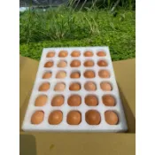 （限量🌟初生蛋）❤️30顆友善飼養環境，動福蛋～藍藻純素無毒放牧蛋，土壤水源無污染，飲水中加入藍藻