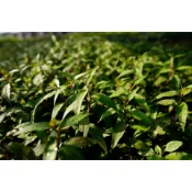 越南香菜/越南鴨蛋菜/3吋盆5吋盆/叻沙葉/香辣蓼/ Rau răm /ผักแพว /Vietnam coriande