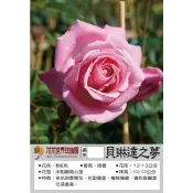 花花世界_玫瑰苗--貝琳達之夢，Belinda Dream--抗病性佳/3.5吋黑軟盆/高10~20公分/MA
