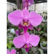 Phal. schilleria原生種西蕾麗蝴蝶蘭 紅唇西分生苗無花狀態