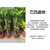 心栽花坊-巴西鐵樹/圖二冬季/香龍血樹/1尺盆/觀葉植物/室內植物/綠化植物/特價1350