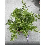 一禪種苗園-花朵串串看似浪漫〈金露花〉常綠蔓性灌木或小喬木-5/6吋盆/藍色花往往帶來清新的涼意